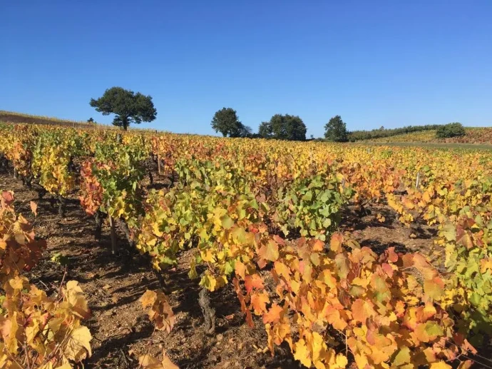 Les vignes du domaine de la Couvette situé dans le Beaujolais et vendu par Wine-Side