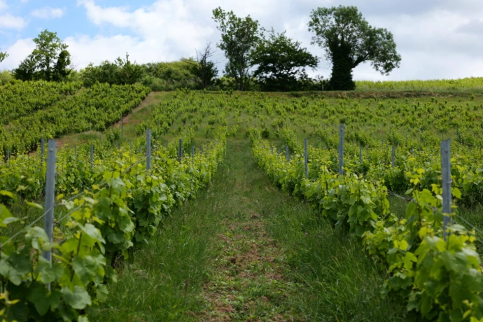 Les vignes du domaine Joubert situé dans le Beaujolais et vendu par Wine-Side