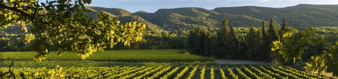 Les magnifiques vignes de la coopérative Marrenon situé dans le Ventoux et le Lubéron dans la vallée du Rhône et dont les vins sont disponibles chez Wine-Side