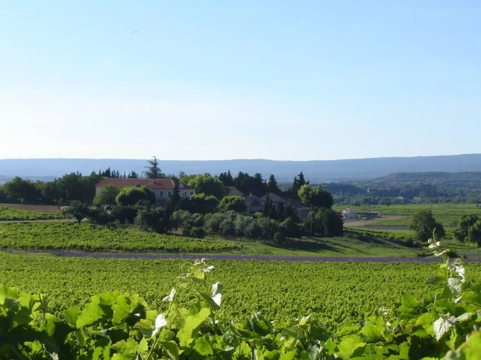 Les magnifiques vignes du domaine du Séminaire situé à Valréas dans la vallée du Rhône et dont les vins sont disponibles chez Wine-Side