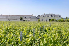 Les magnifiques vignes du Domaine de la Cotelleraie situé en Loire, les vins sont disponibles chez Wine-Side à Nivelles et en ligne.