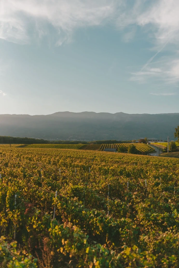 Les vignes des Athlètes du Vin, cette coopérative vend différents vins de Loire, ils sont disponibles chez Wine-Side.