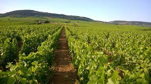 Les vignes du domaine des terres d'Ocre situé en Loire, nous vendons leurs vins chez Wine-Side.