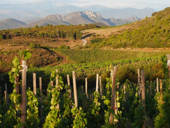 Les vignes du clos des vins d'amour, propriété de la famille Dornier. Les vins sont dispos chez Wine-Side.