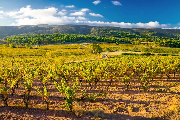 Les vignes du domaine Py qui se situe dans le Roussillon, les vins sont vendus chez Wine-Side