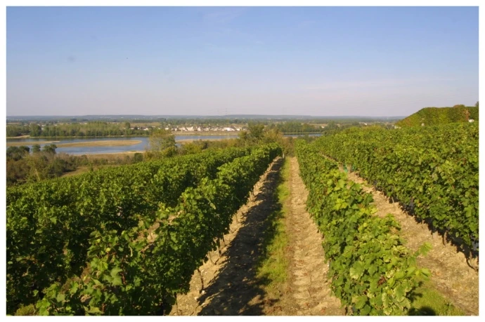 Les vignes du domaine du petit Saint-Vincent situé dans le Saumurois en Loire. Les vins sont disponibles chez Wine-Side.