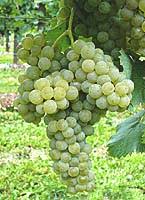 Grappes de Pecorino d'un domaine situé dans les Abruzes et vendu chez Wine-Side