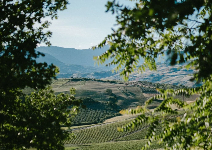 Les vignes du domaine Ciccio Zaccagnini situé dans les Abruzes et vendu par Wine-Side