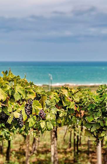 Les vignes de la Cantine Torri situé dans les Abruzes et vendu par Wine-Side