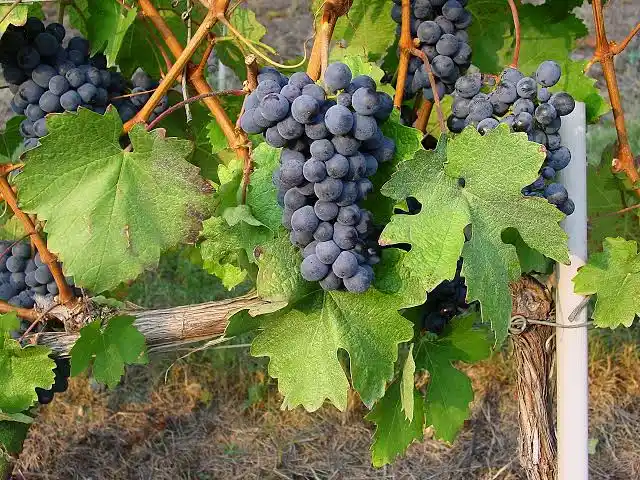 Une grappe de raisin du cépage Barbera, étant planté dans le Piémont en Italie