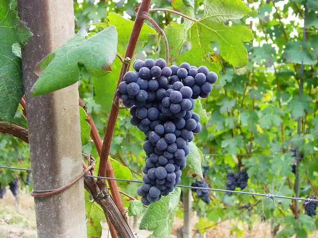 Une grappe de raisin du cépage Nebbiolo, étant planté dans le Piémont en Italie